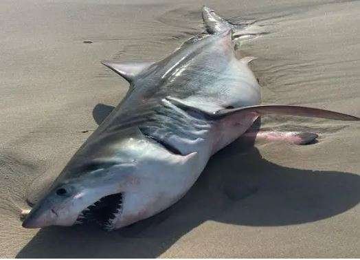 “Fifth Summer Shark Bite: 16-Year-Old Surfer Snagged at Fire Island, Long Island”