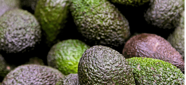 Mexican Avocado Exports to the U.S. Reach New Heights in 2023