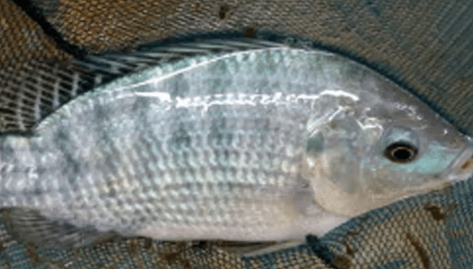 Cautionary Tale: American Woman Loses Laura Barajas All Limbs Following Consumption of Contaminated Tilapia