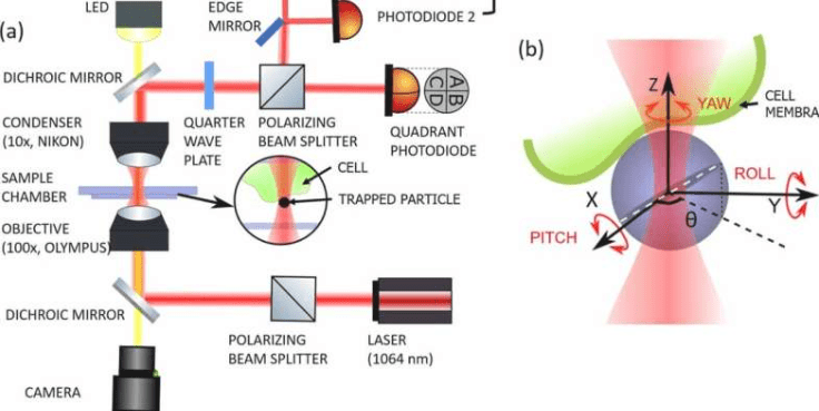 Q&A: Developing a Tool for Identifying Cancerous Cells Based on Their Membranes