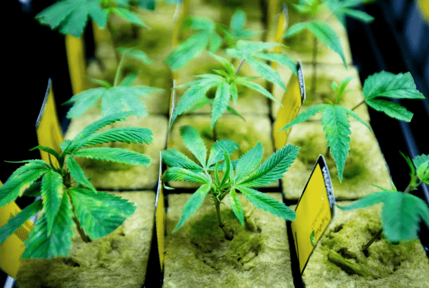 Ohio Gives the Green Light: Recreational Marijuana Legalized