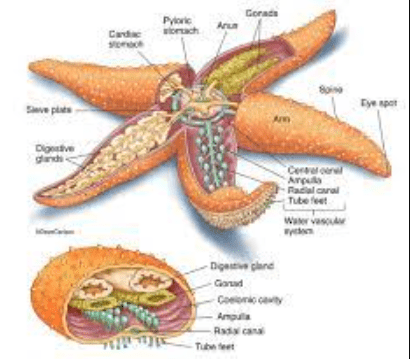 Study Reveals Starfish Bodies Are Anything But Traditional Bodies