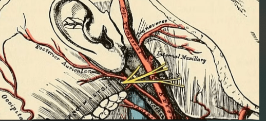 Medical Illustrators: Decoding the Unseen for Scientific Understanding