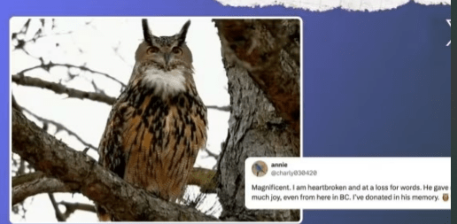 “Remembering Flaco: The Beloved Eurasian Eagle Owl’s Tragic End in the Heart of Manhattan”