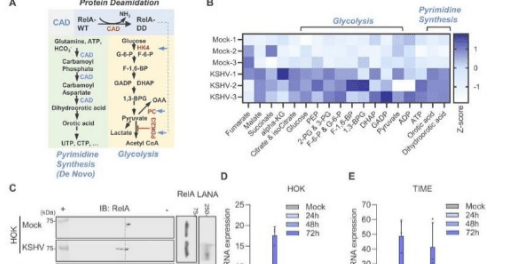 “Breakthrough Discovery: Cleveland Clinic Researchers Uncover Key Mechanism in KSHV-Associated Cancers, Paving the Way for New Treatments”