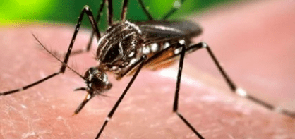 “Epidemic Declared: Dengue Cases Surge in Puerto Rico”